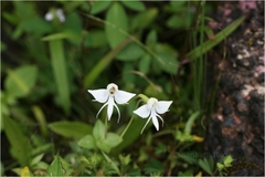 Habenaria rariflora